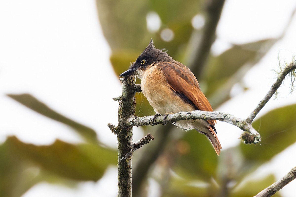 Black-and-white Shrike-flycatcher - ML622425579