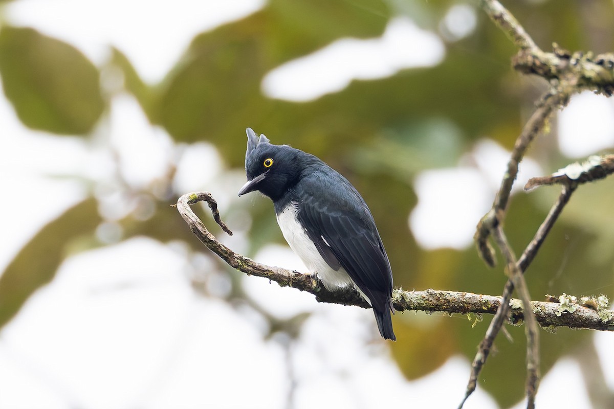 Black-and-white Shrike-flycatcher - ML622425580