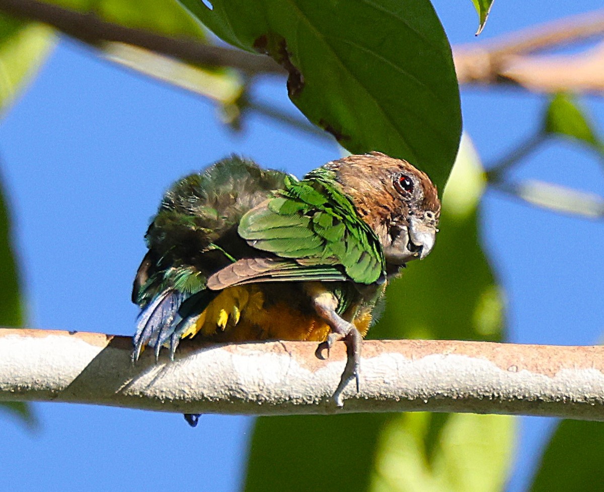 Geelvink Pygmy-Parrot - ML622425624