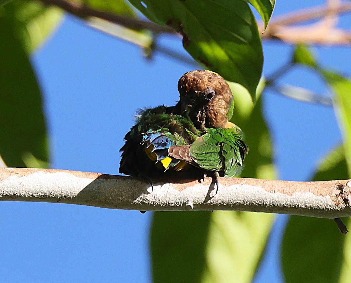 Geelvink Pygmy-Parrot - ML622425625