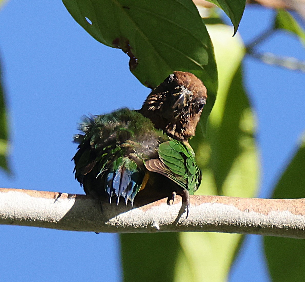 Geelvink Pygmy-Parrot - ML622425626