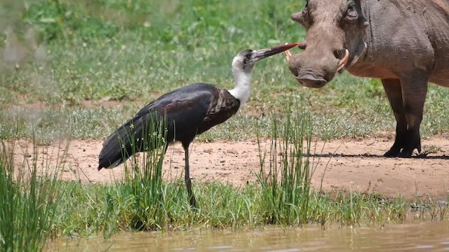 African Woolly-necked Stork - ML622425709