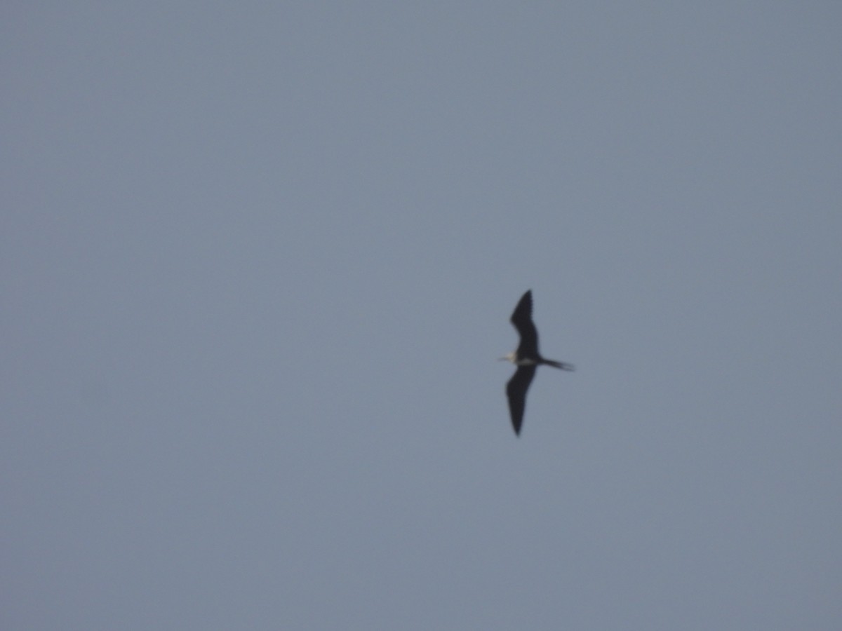 Magnificent Frigatebird - Michael Bunnell