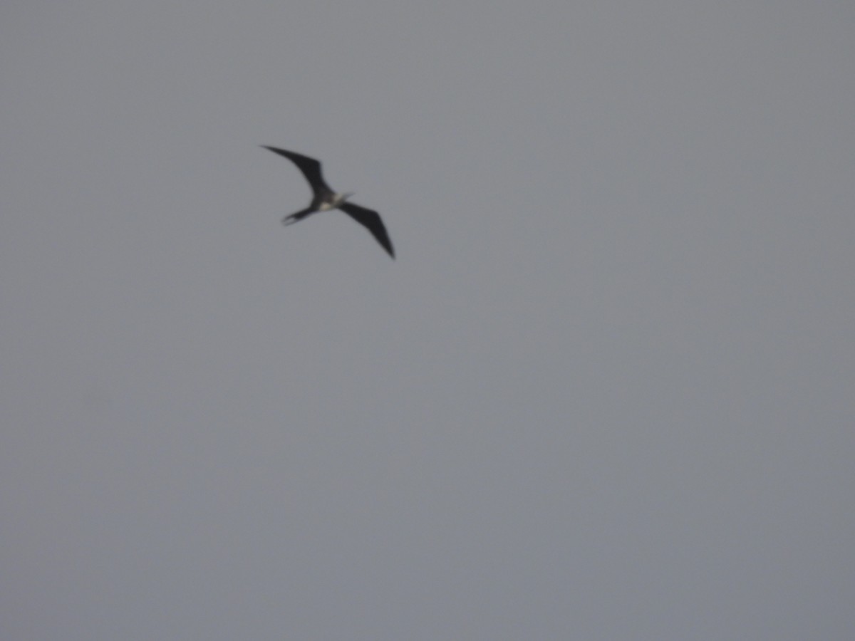 Magnificent Frigatebird - Michael Bunnell