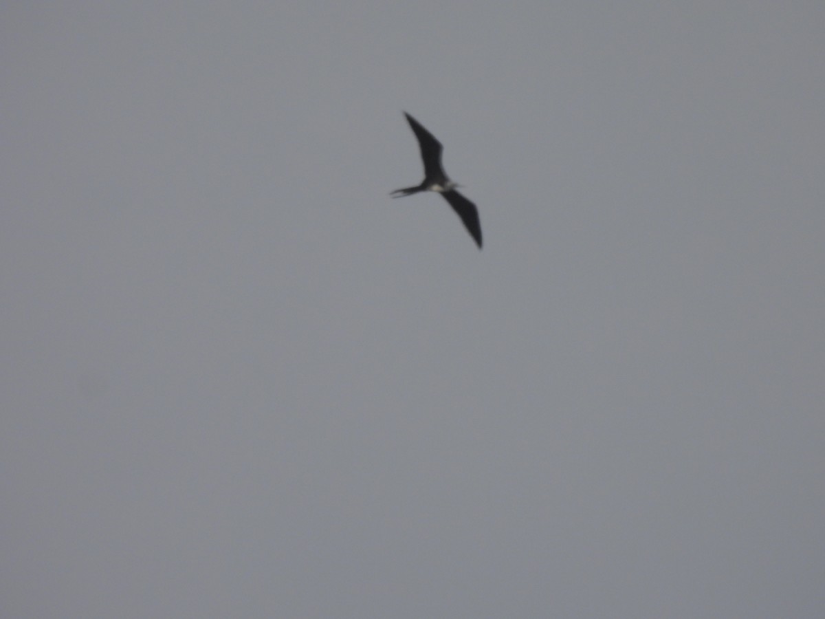 Magnificent Frigatebird - ML622425746