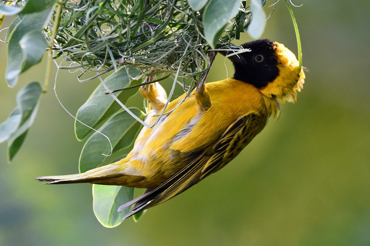 Southern Masked-Weaver - ML622425770