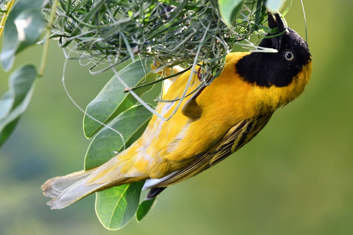 Southern Masked-Weaver - ML622425771