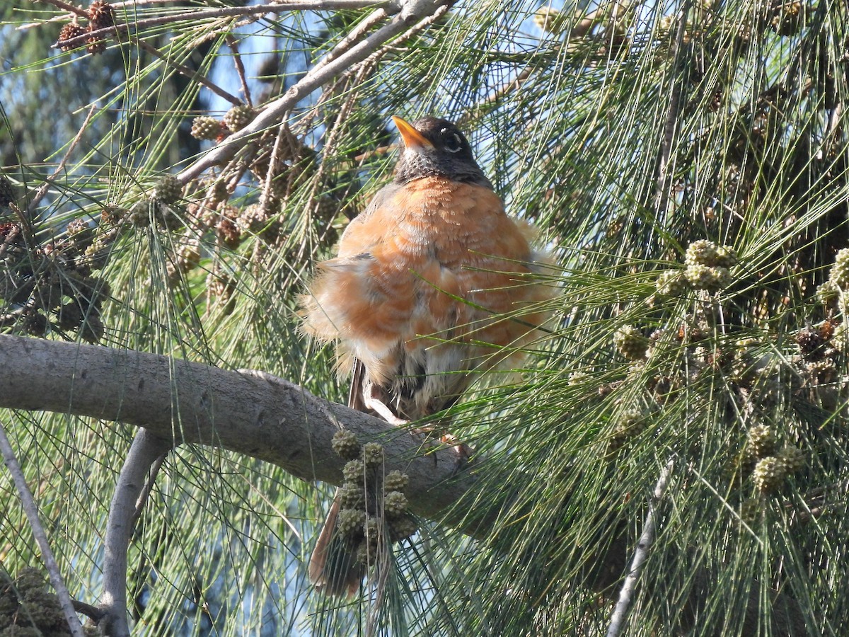 American Robin - ML622425807