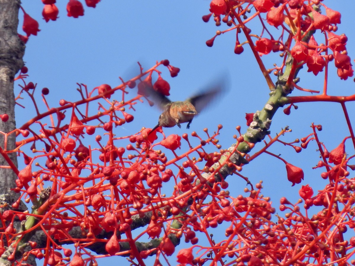 Allen's Hummingbird - ML622425809