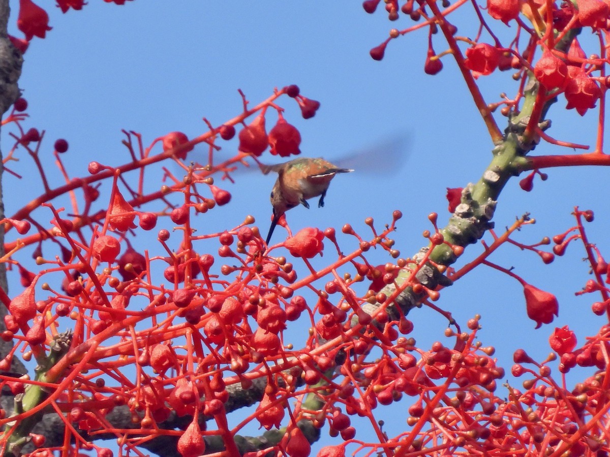 Allen's Hummingbird - ML622425810