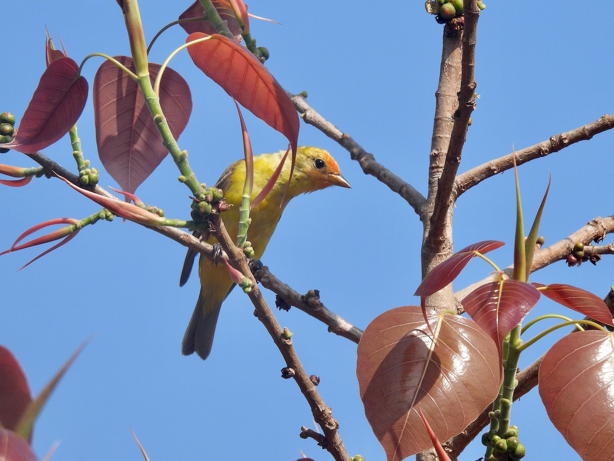 Western Tanager - ML622425815