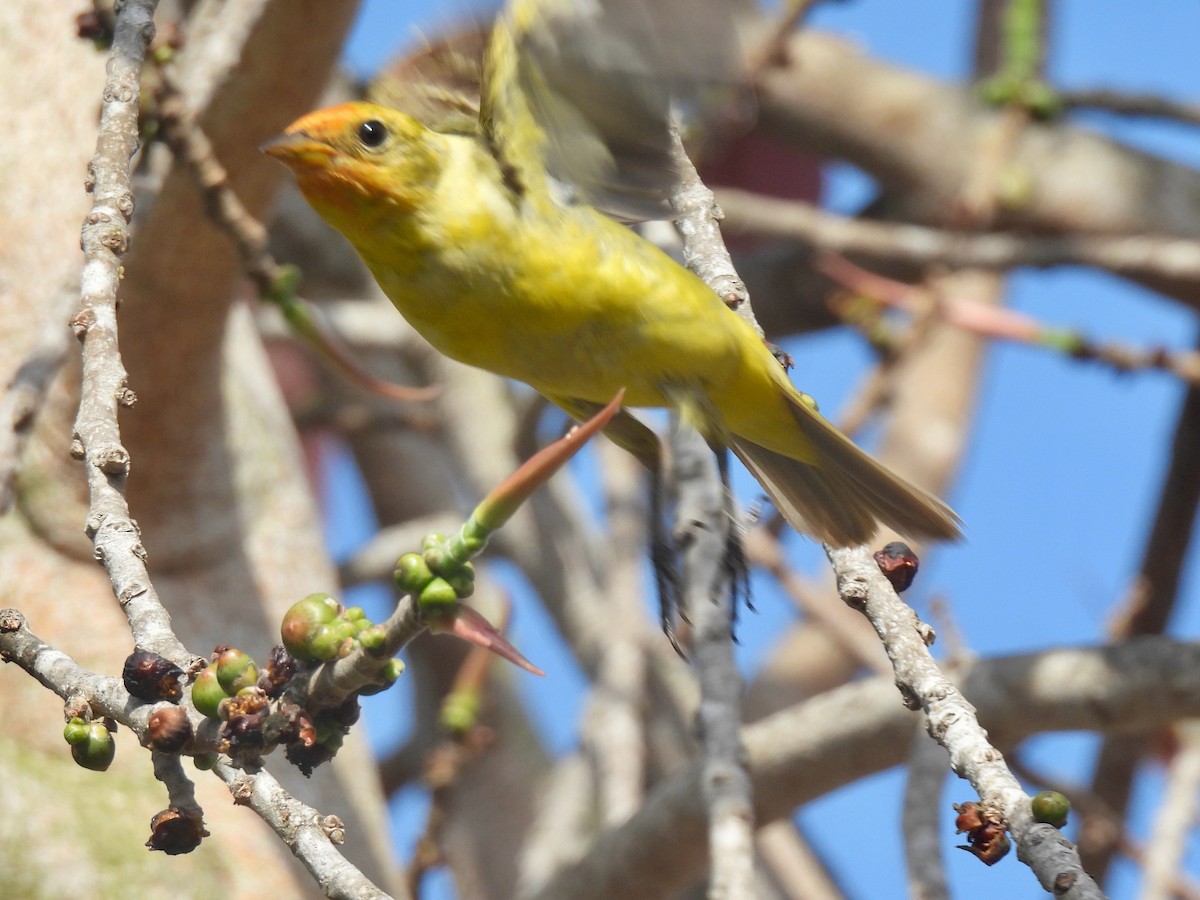 Western Tanager - ML622425816