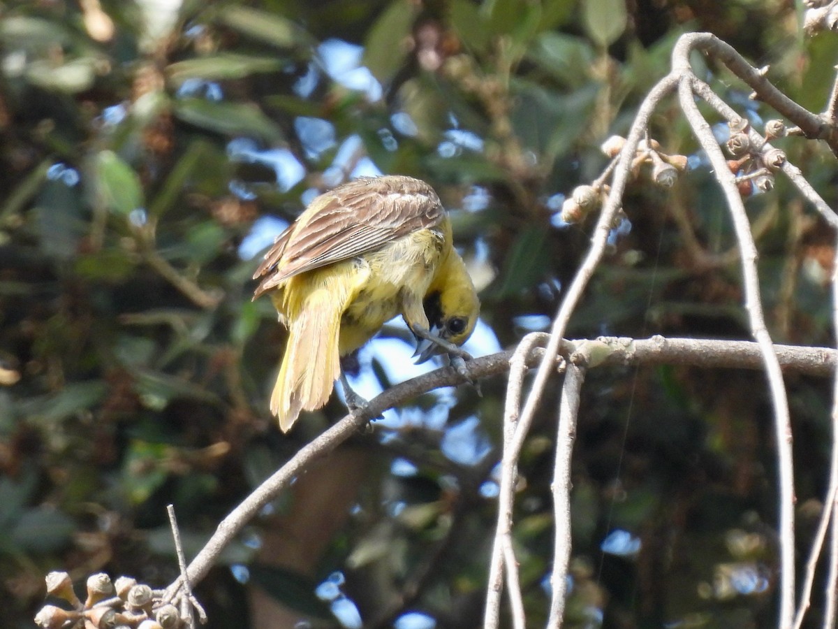 Hooded Oriole - ML622425817