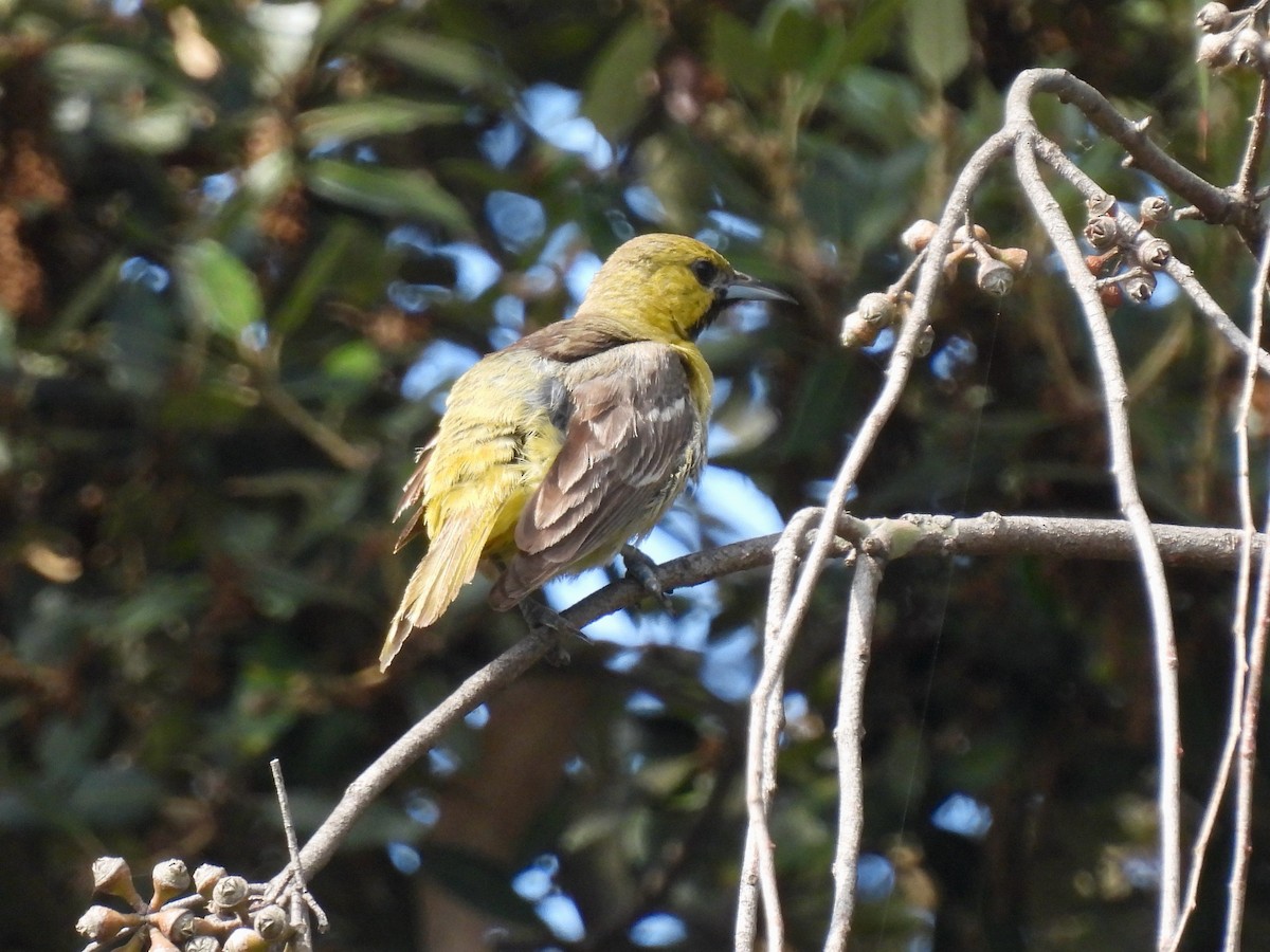 Hooded Oriole - ML622425818