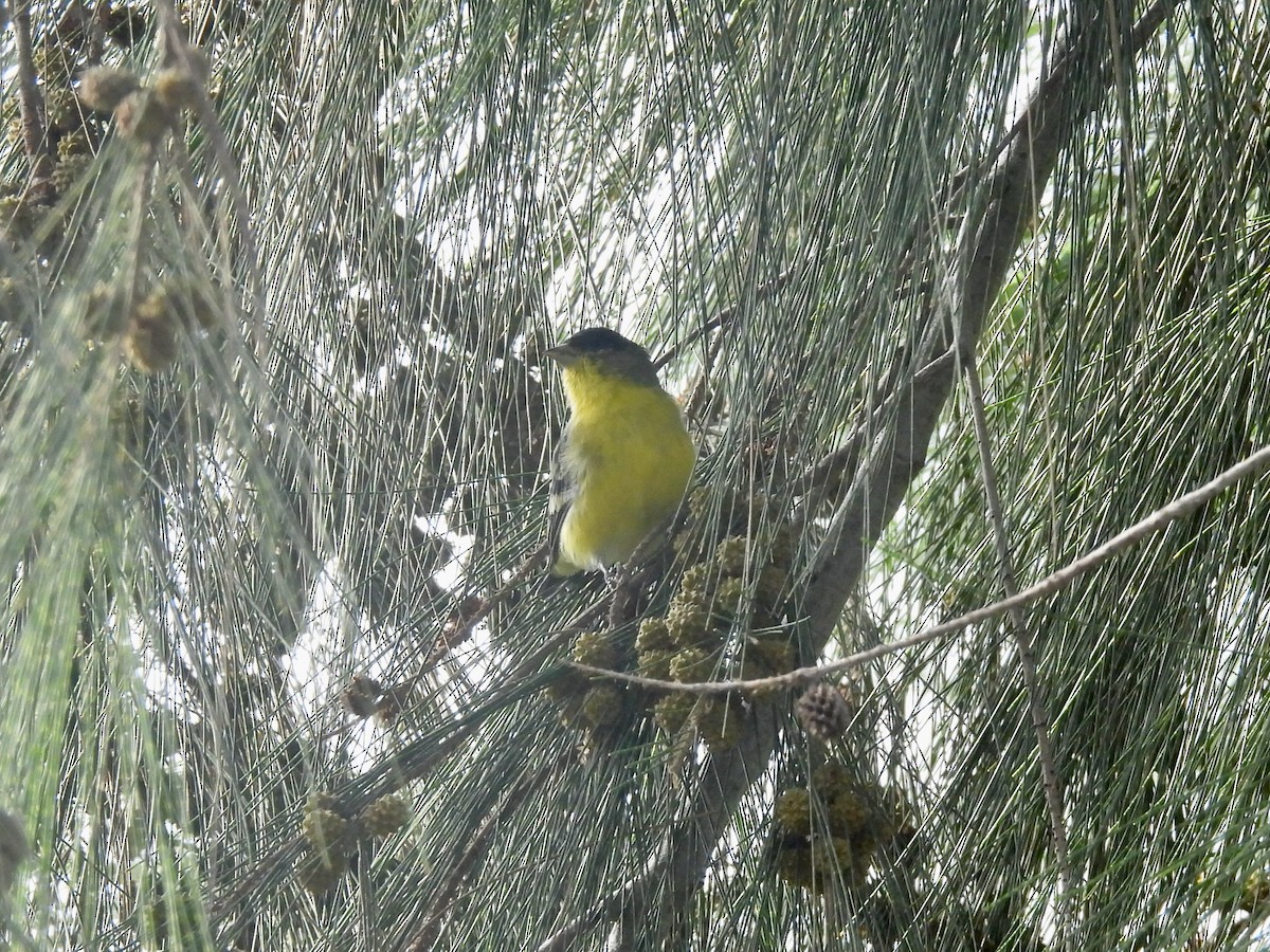 Lesser Goldfinch - ML622425820