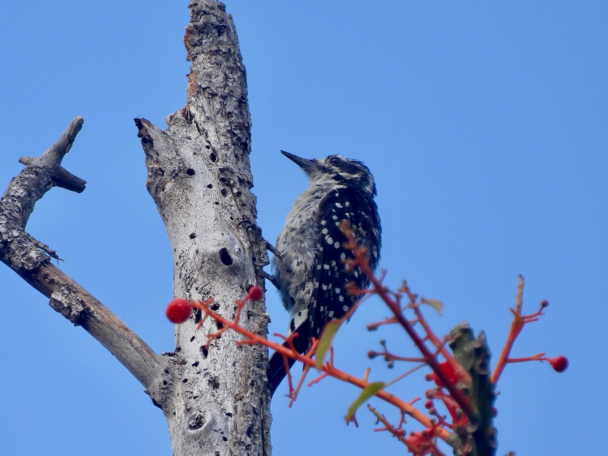 Nuttall's Woodpecker - ML622425824