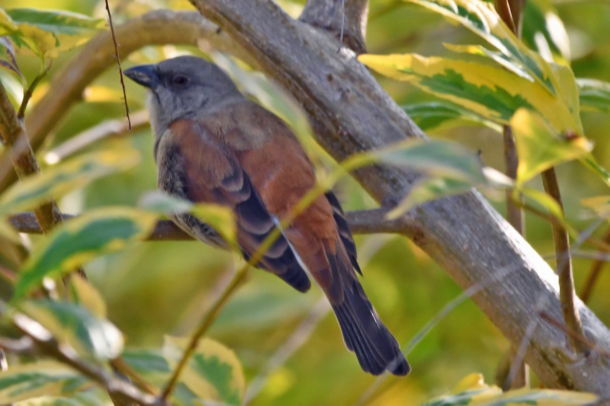 Southern Gray-headed Sparrow - Steve Hawes