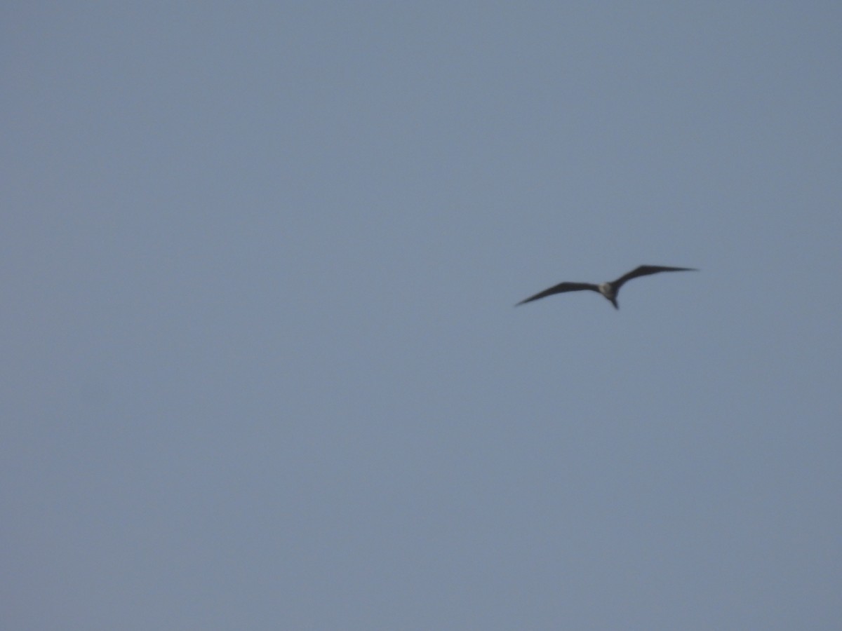 Magnificent Frigatebird - ML622425827