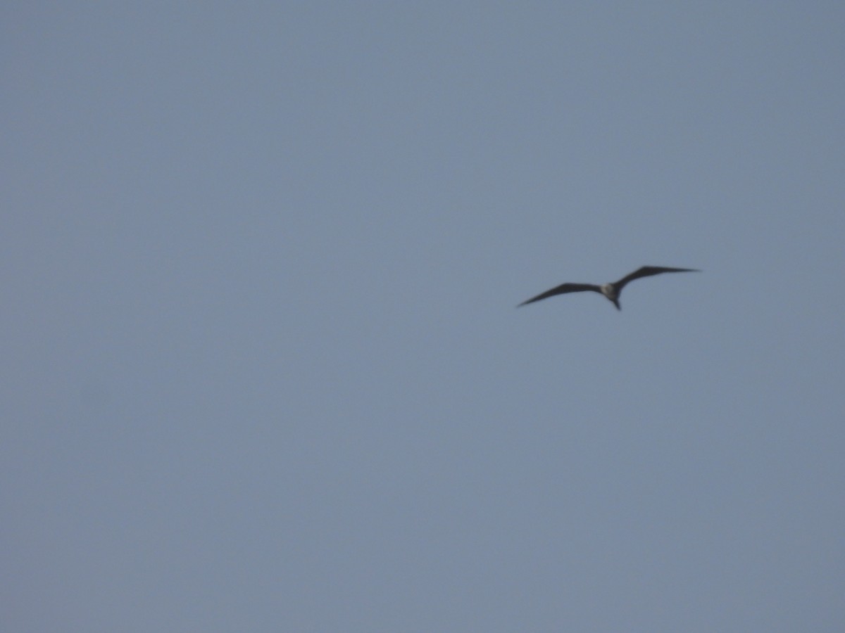 Magnificent Frigatebird - ML622425827