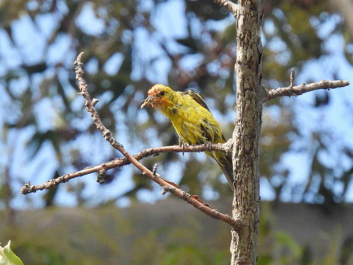 Western Tanager - ML622425842