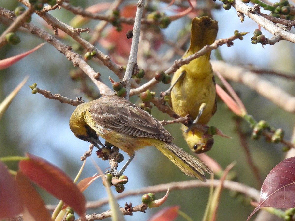 Hooded Oriole - ML622425843