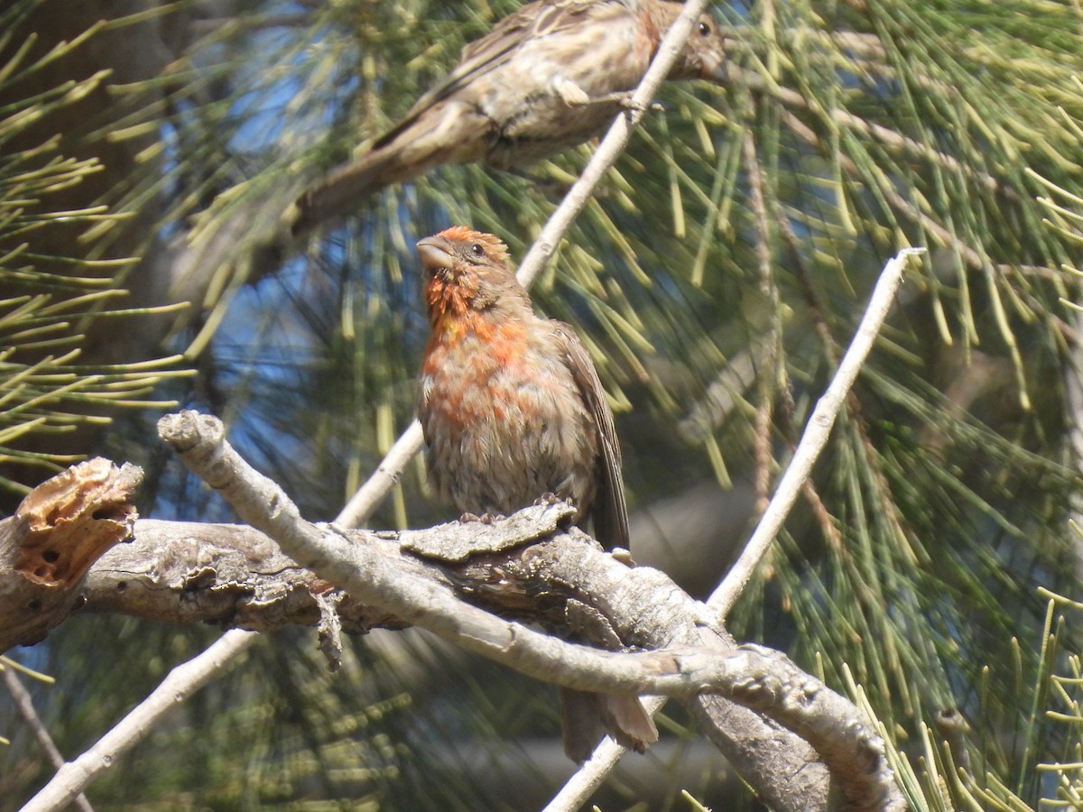 House Finch - ML622425852