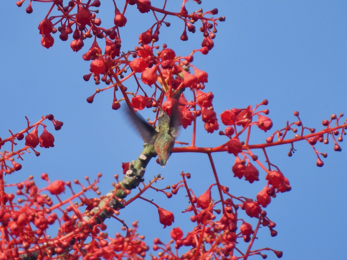 Allen's Hummingbird - ML622425859