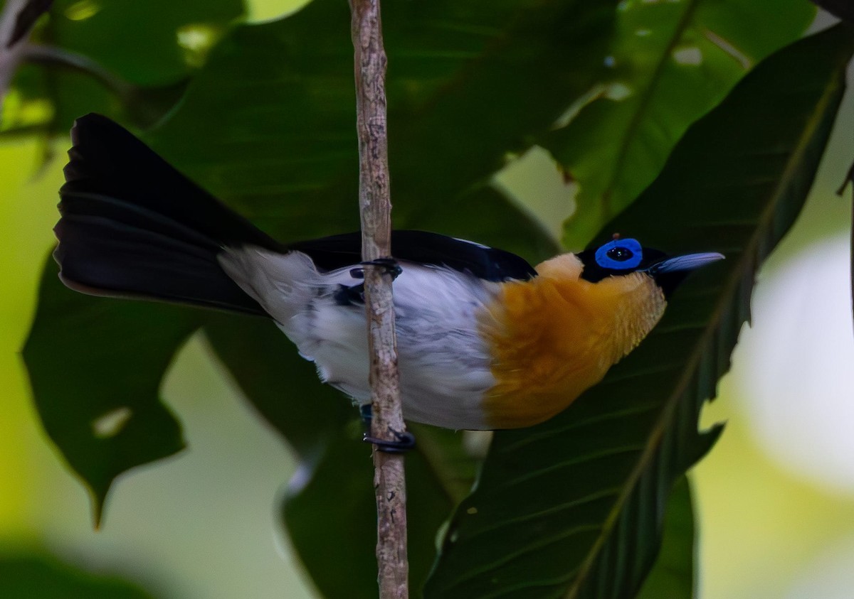 Ochre-collared Monarch - ML622425864
