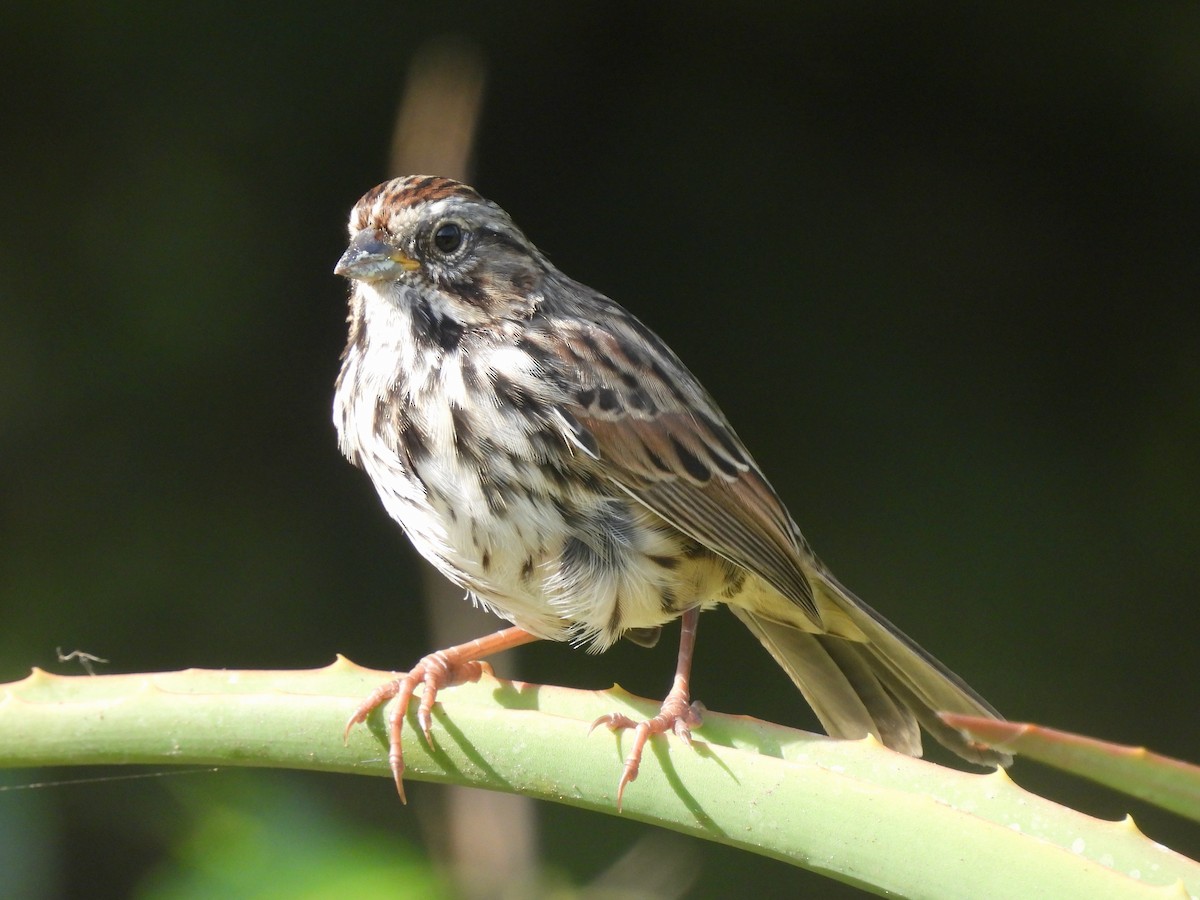 Song Sparrow - ML622425867