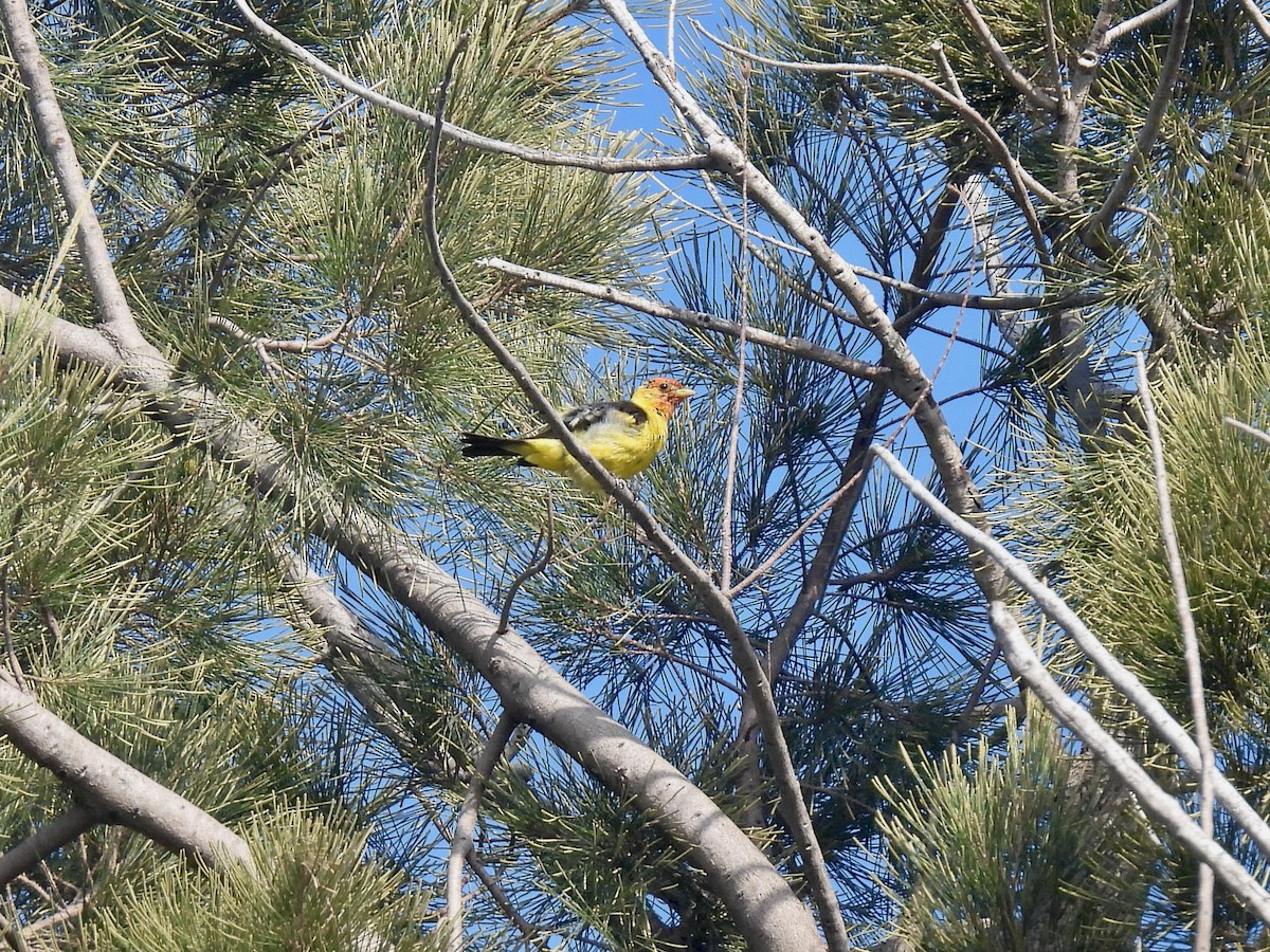 Western Tanager - ML622425875