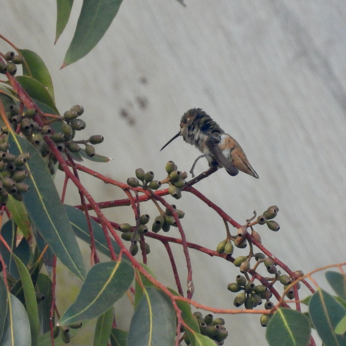 Allen's Hummingbird - ML622425877