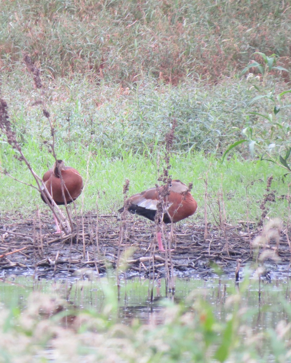 Black-bellied Whistling-Duck - ML622425947