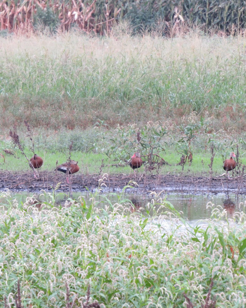 Black-bellied Whistling-Duck - ML622425948
