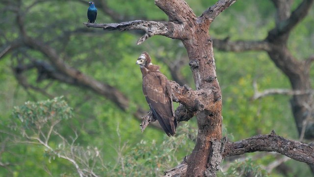 African Harrier-Hawk - ML622425955