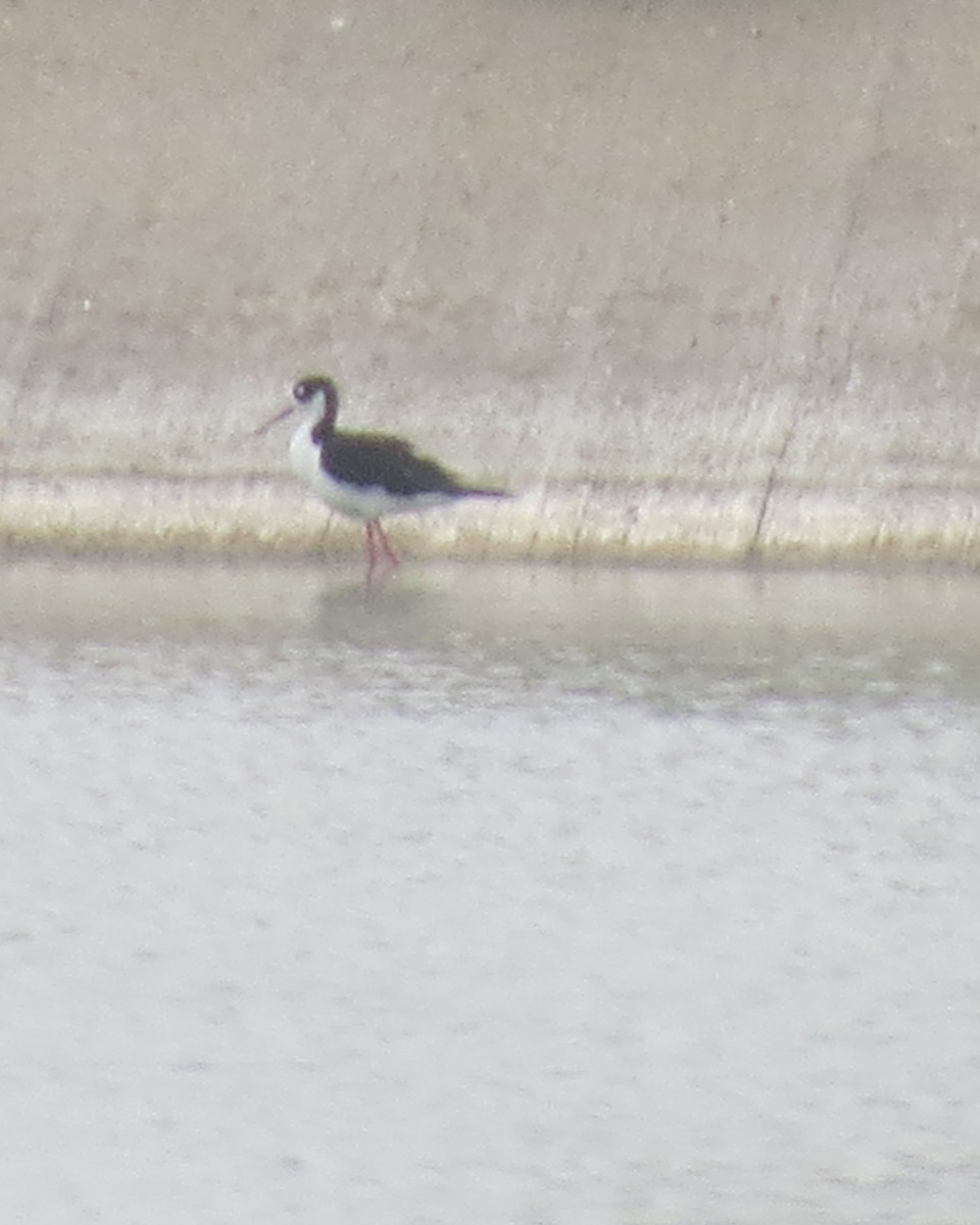 Black-necked Stilt - ML622425976