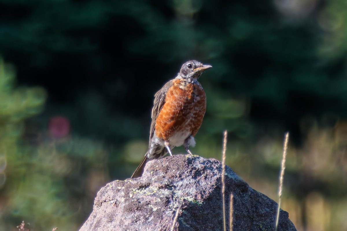 vandretrost - ML622425984