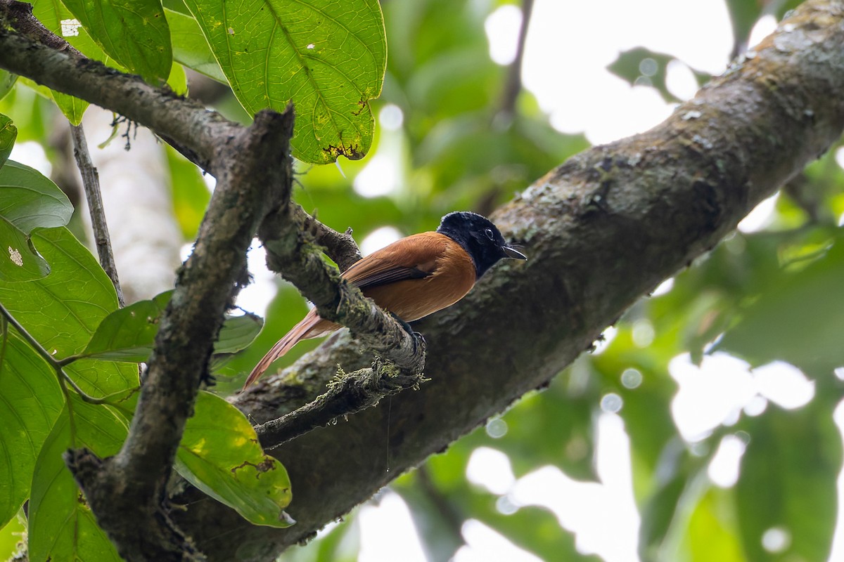 Black-headed Paradise-Flycatcher (Red-bellied) - ML622426034