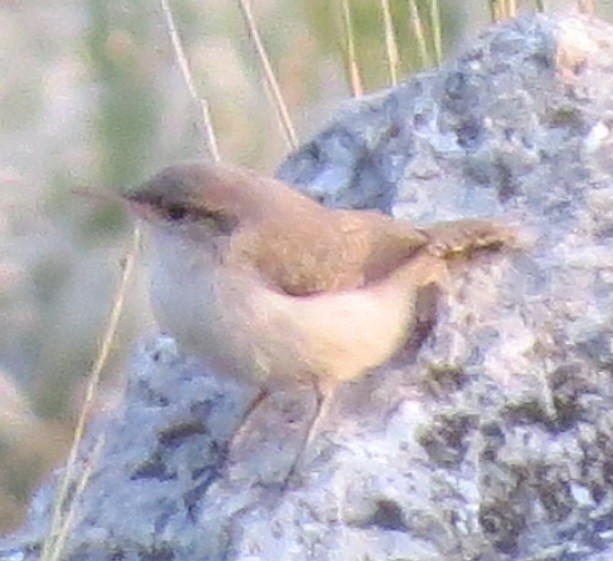 Rock Wren - ML622426082