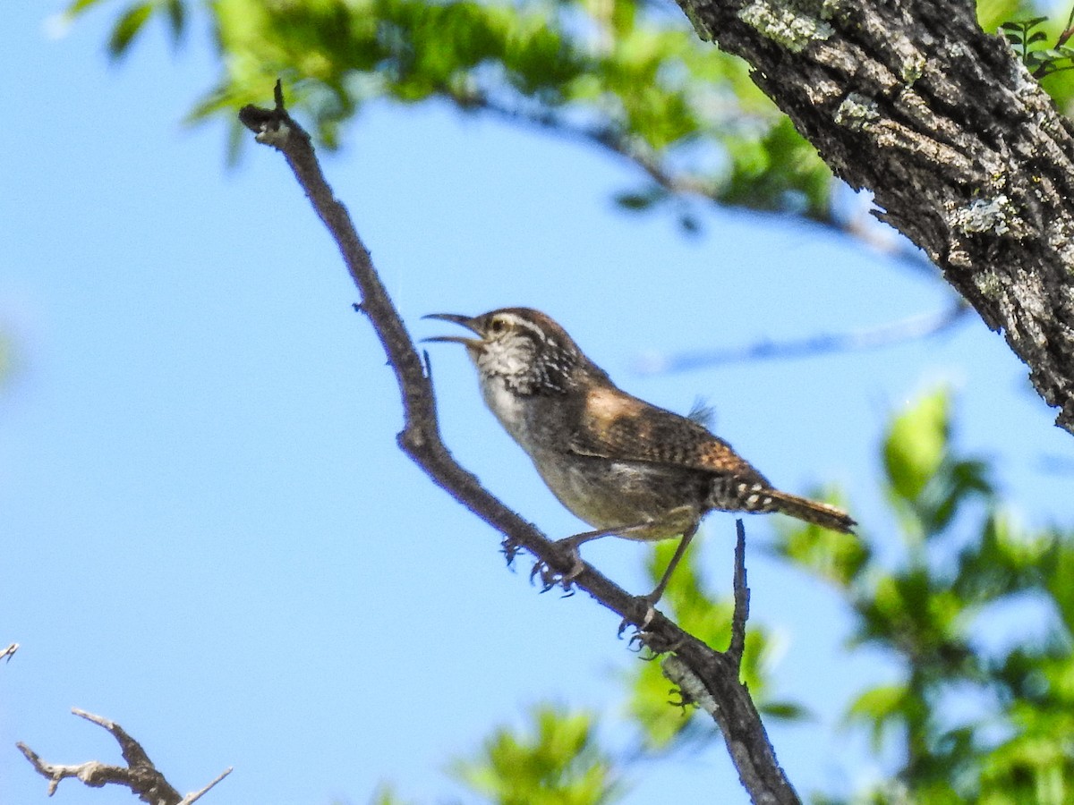 Sinaloa Wren - ML622426122