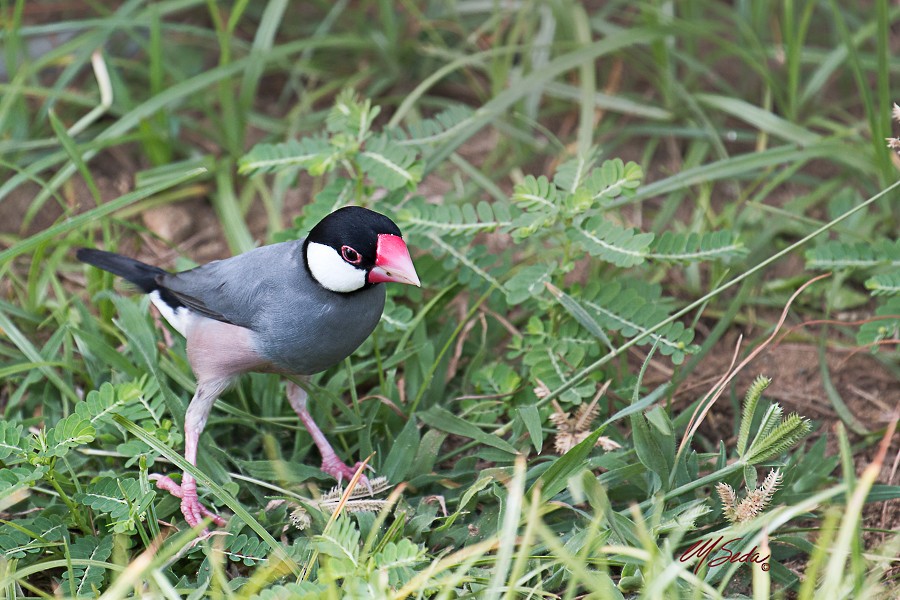 Java Sparrow - ML62242621