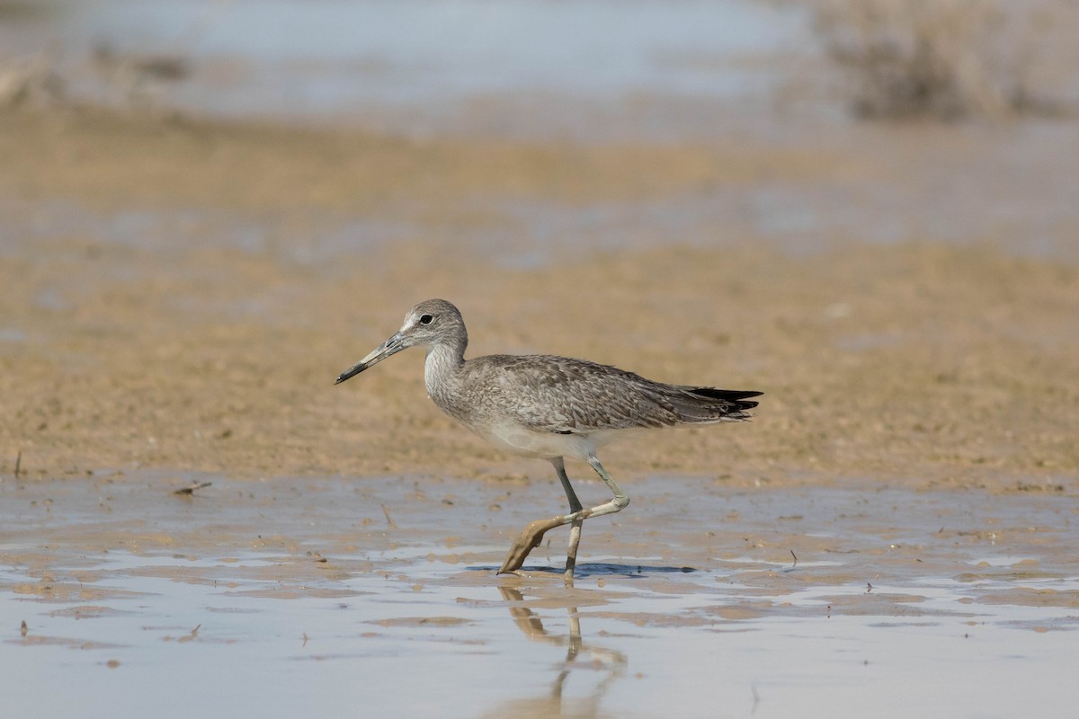 Willet - ML622426230