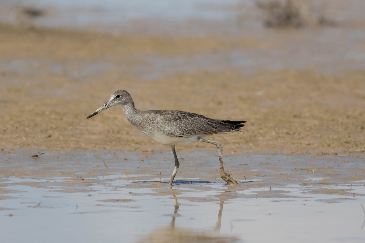 Willet - ML622426231