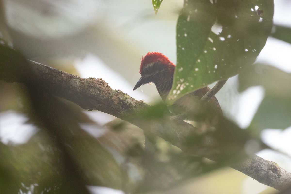 Yellow-vented Woodpecker - ML622426351