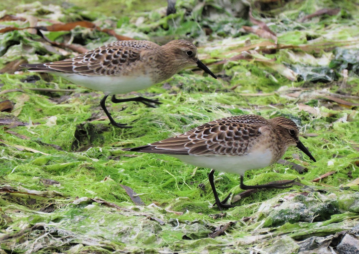 Байрдийн элсэг - ML622426353