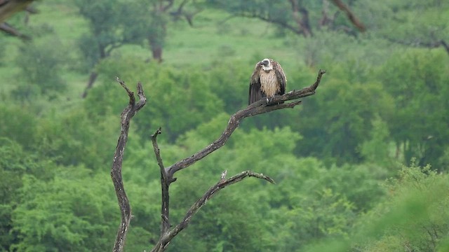 White-backed Vulture - ML622426354