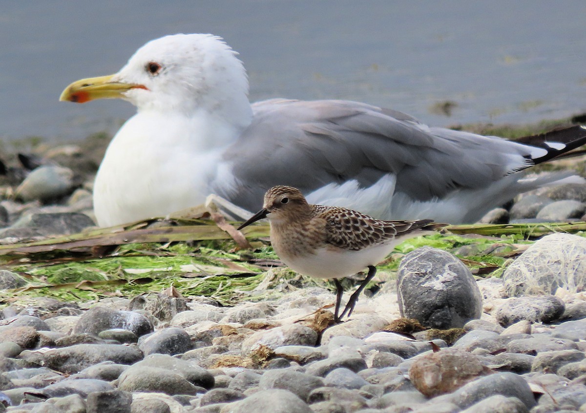 Байрдийн элсэг - ML622426358