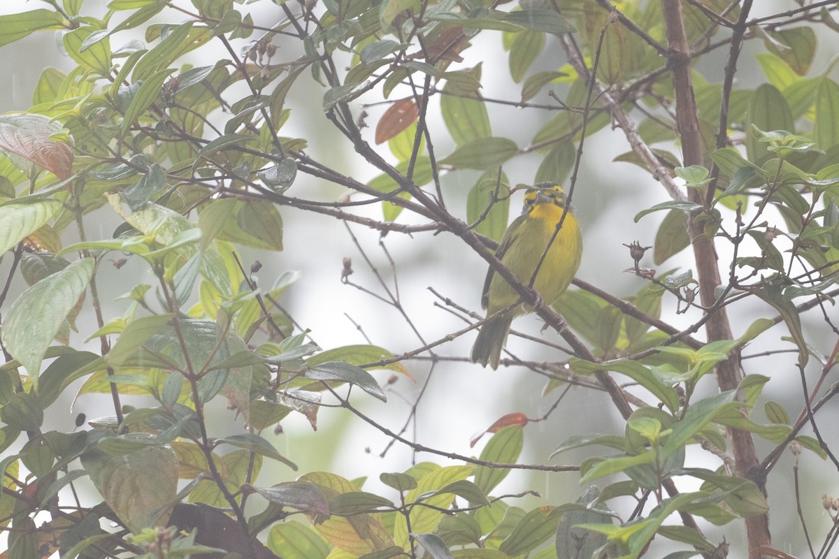 Slaty-capped Shrike-Vireo - ML622426359