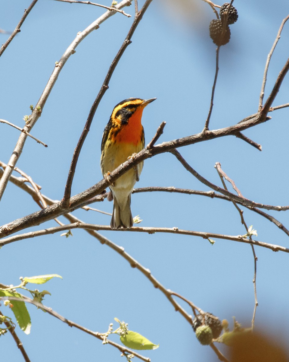 Blackburnian Warbler - ML622426394