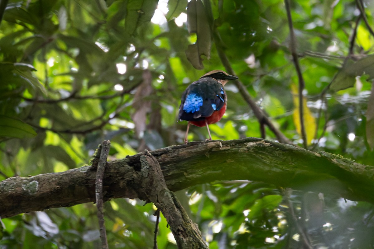 Green-breasted Pitta - ML622426459