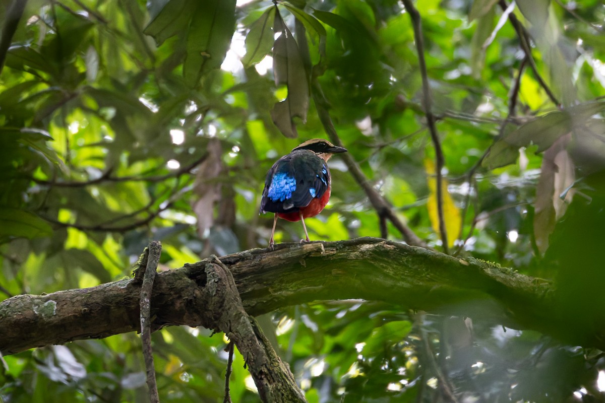 Green-breasted Pitta - ML622426460